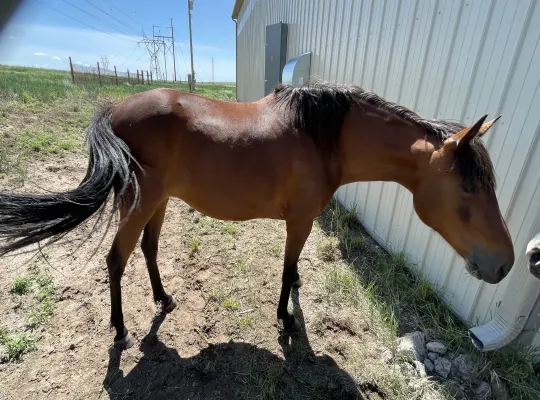 Registered Racking horse mare