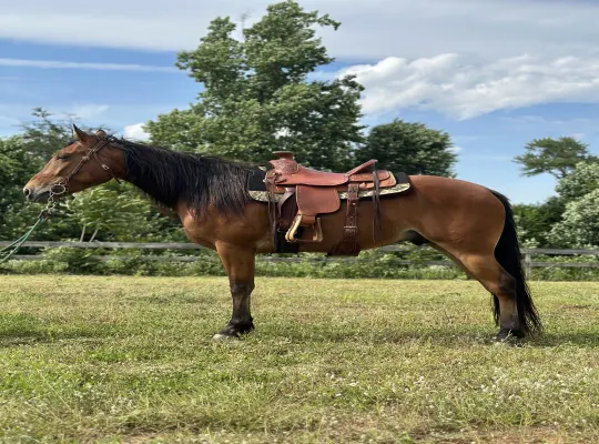 Stunning Racking Horse Gelding