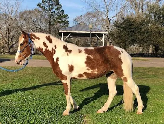 Super Flashy SSH for sale in USA