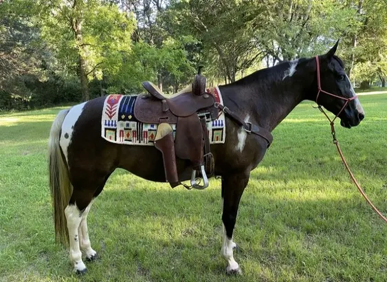 COWBOY MOUNTED SHOOTING/EXCA 12YO UNICORN SSH MARE for sale in Marketplace!!!