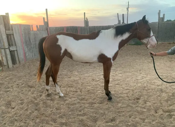In the marketplace, there is a beautiful colour Quarter Horse for sale.