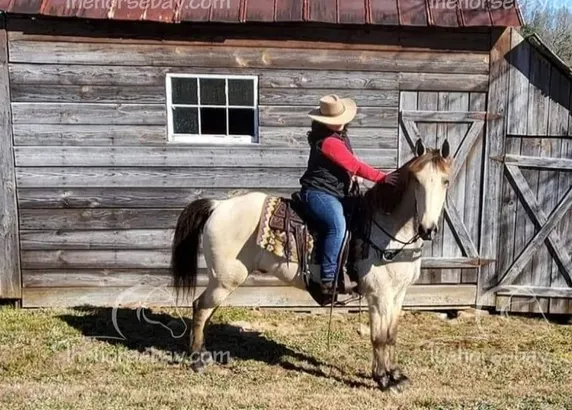 Buckskin Kentucky Mountain Gaited Trail Gelding
