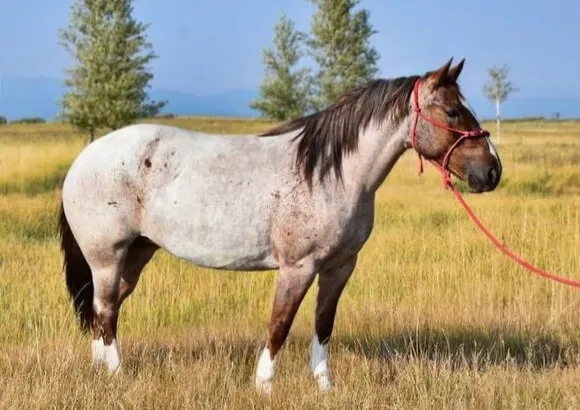 Family Safe!!! Trail-Ranch-Sorting-Roping-Pickup… TRUE DRAFTCROSS RANCH HORSE!!!