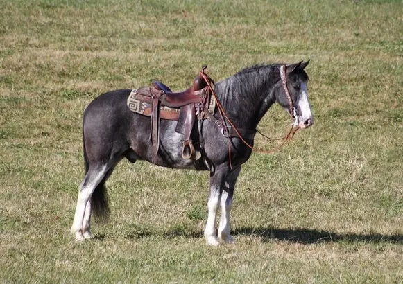 Place your bids at www.PlatinumEquineAuction.com Broke/Safe trail horse, gentle for any rider on trails! Super smooth gaited and Very Flashy!!!
