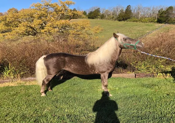 Stunning Sweet Breeding Stallion