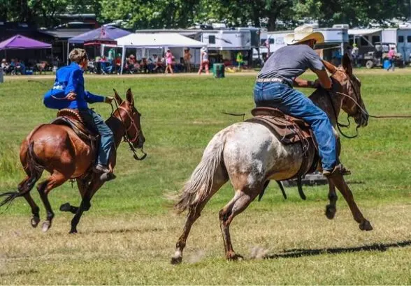 Ranch, Ropes, Family Safe!!! Mule Horse