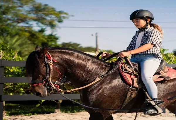 Bay Paso Fino Gelding Horse