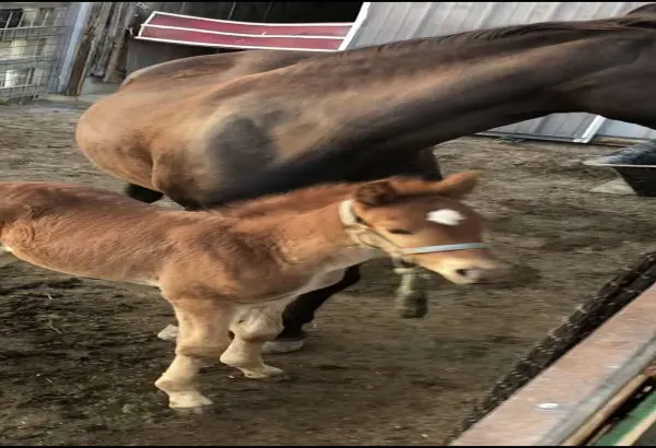 Beautiful Well Bred Sorrel Weanling Rocky Mountain Horse Classifieds