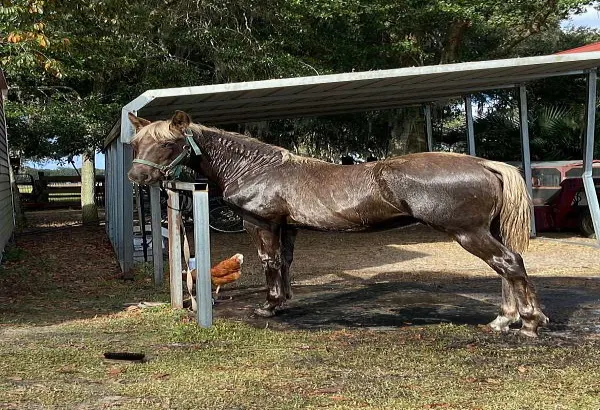 Beautiful Chocolate Rocky Mountain Horse