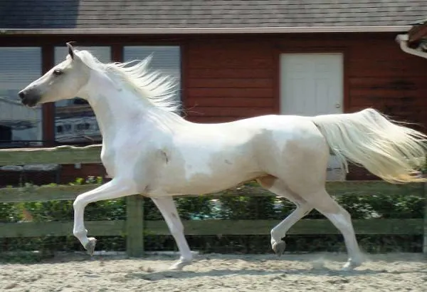 American Saddlebred Horses sale in marketplace