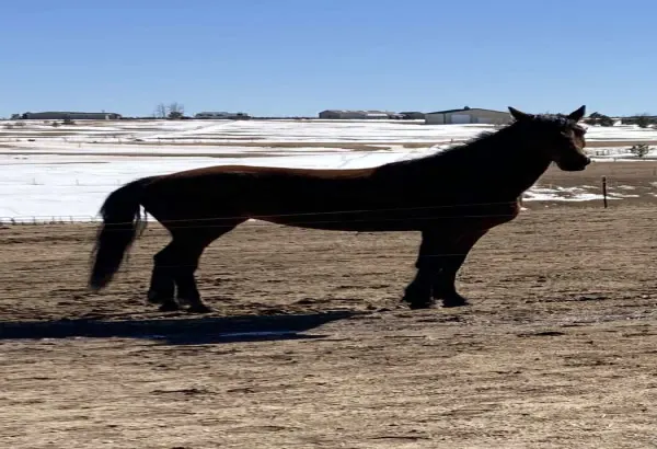 Marlee – Mare/Chestnut/Grade Morgan horse Companion