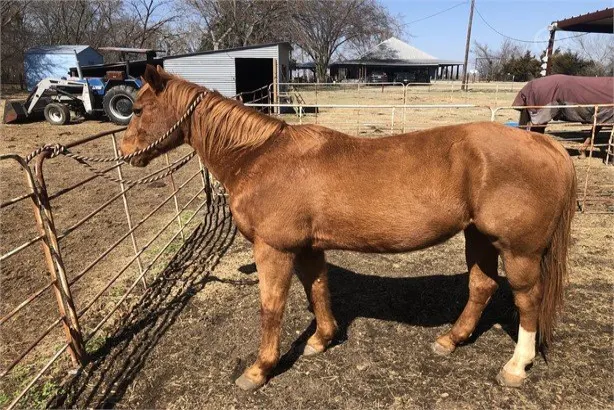 In the marketplace, there is a beautiful and color Quarter Horse for sale in marketplace.