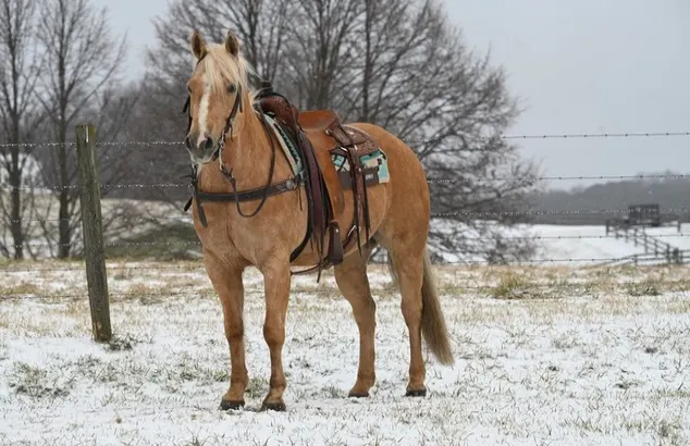 12 yr old AQHA Palomino Gelding…with beautiful color and so much training!