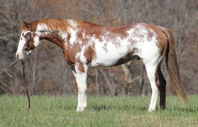 Big stout gelding with lots of color and lots of ride! Sidepasses, does flying lead changes… Ready to hit the trails or head out on the ranch! Shown