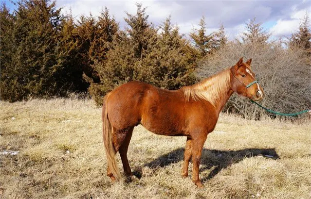 Sorrel Quarter Horse Gelding