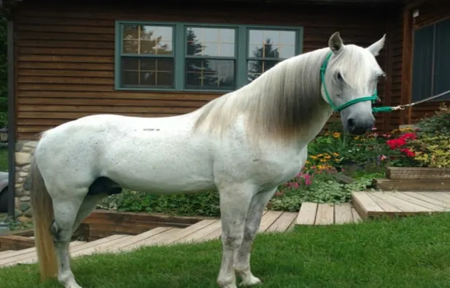 Stunning Grey Multi Grand Champion Stallion/Trail