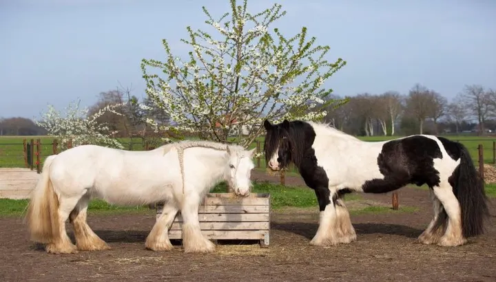 Reg. MFT / Gypsy Horse Gelding, safe and stunning