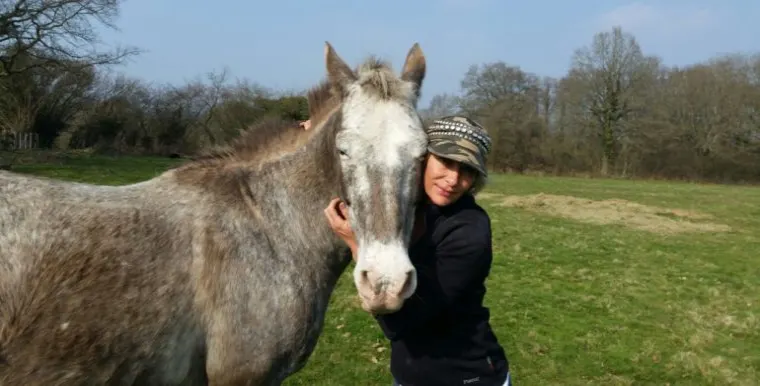 Fabulous Gaited Horse Classifieds