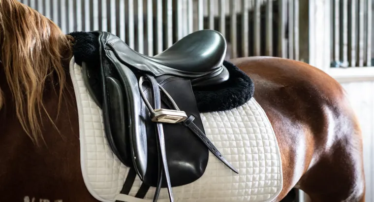 How To Put a Western Saddle on A Horse—A Step-By-Step Guide