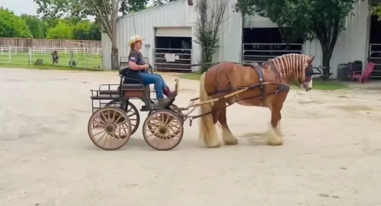 All Gaited horse Sale – Buy This Beautiful Horse