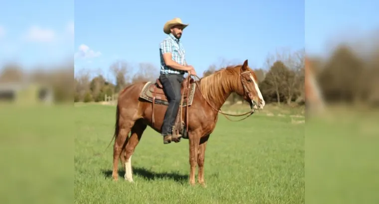 Buy This – Missouri Foxtrotter Horse Free Classifieds