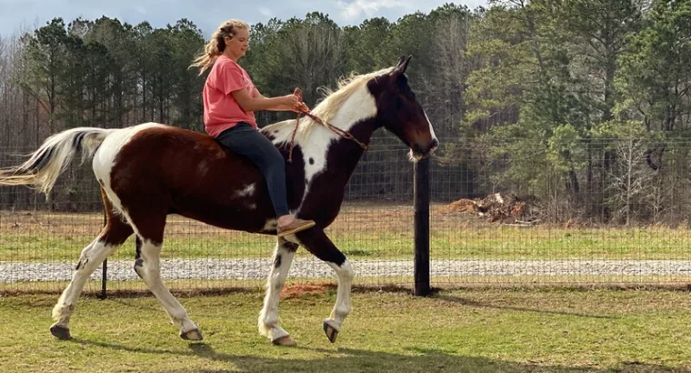 BIG Beginner safe Gaited Gelding