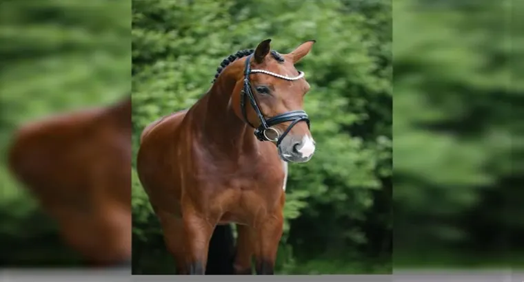 Rocky Mountain Horse sale market.