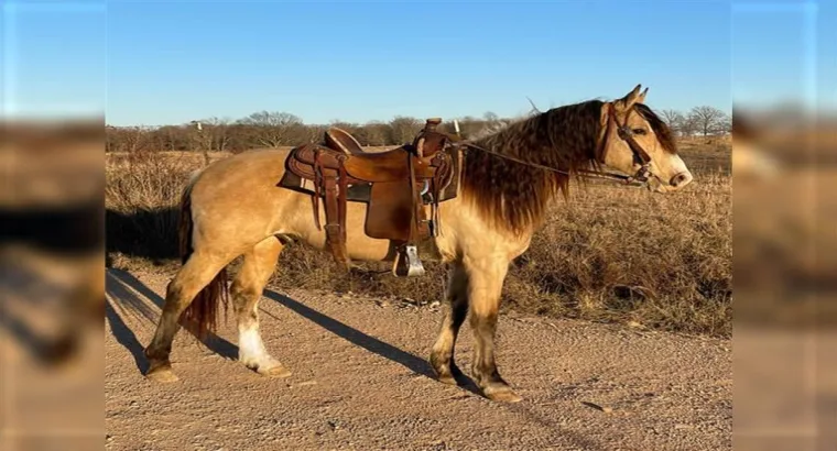 Stylish Gorgeous and sweet Missouri Foxtrotter horse are available for sale marketplace