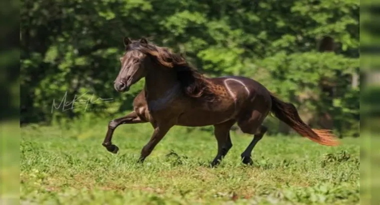 A lovely Paso Fino Filly horse is for sale. Purchase this lovely horse and enjoy your ride