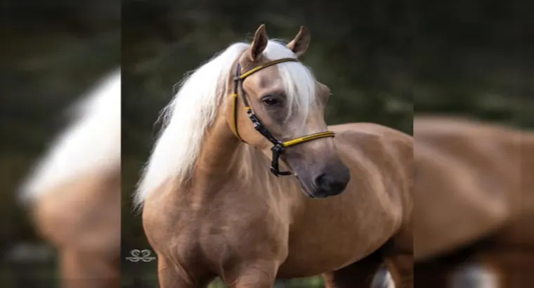 Stylish Paso Fino Horses are for sale on the classified Marketplace.