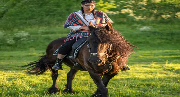 A magnificent gaited rocky mountain horse is for sale in the marketplace. Riding is completely risk-free.