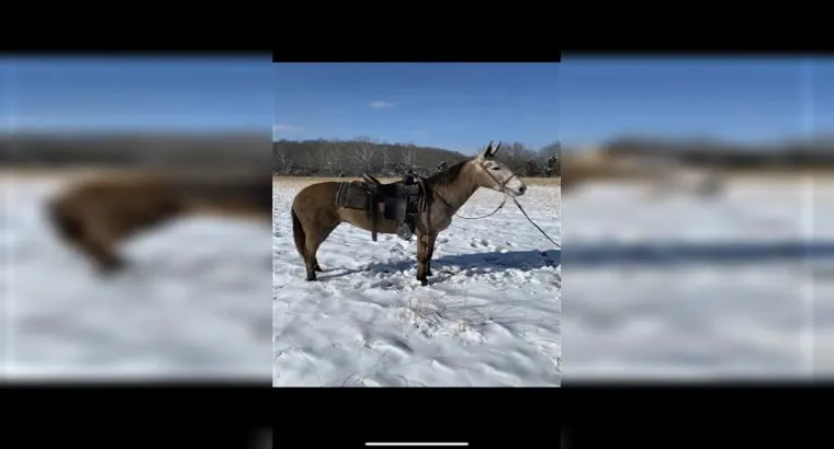 Beautiful and grouse Mule horse sale