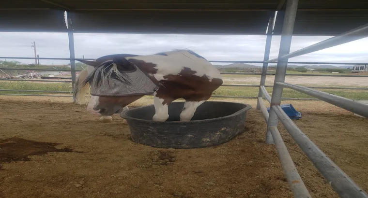 flashy draft cross gaited mare