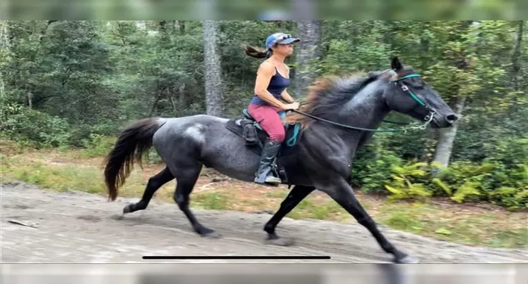 How to Take Care of the Diet for Your Tennessee Horses for Sale