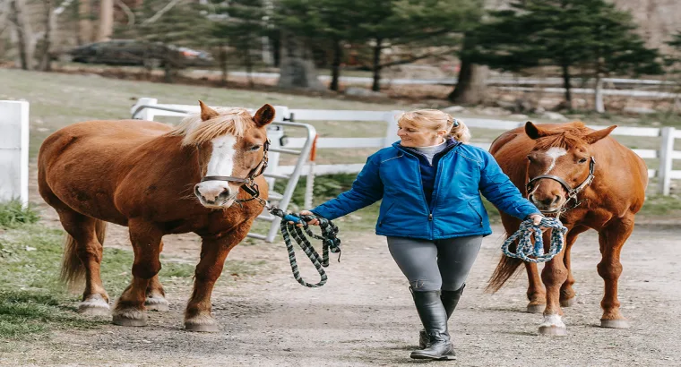 Beautiful and grouse mule horse sale in marketplace. mule horse is safe to ride anyone