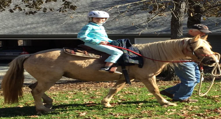 Great little Kentucky Mountain Mare