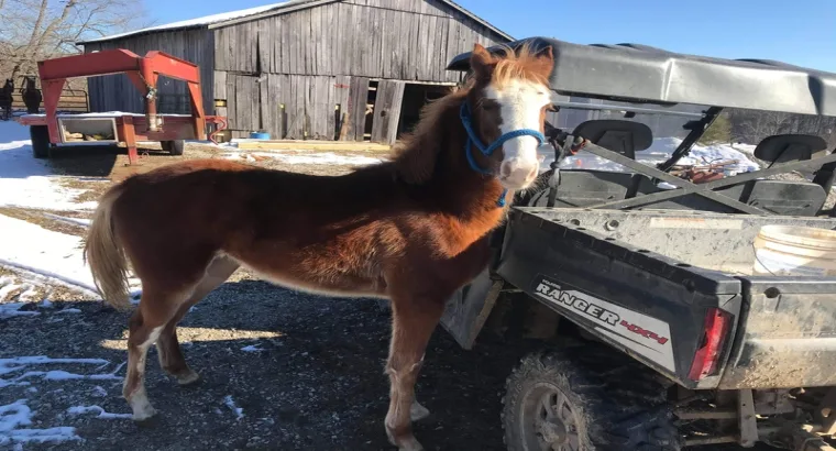 Sweet Beautiful Filly Named Sadie