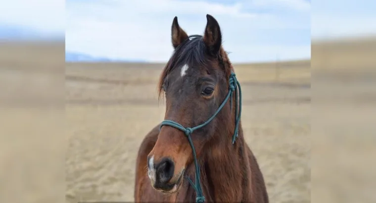 A Tennessee Walking Horse Classifieds