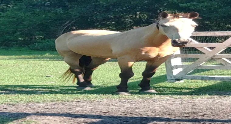 12yr old grade field trial/trail rides gelding