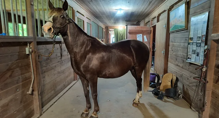 17 year old registered Rocky Mountain mare