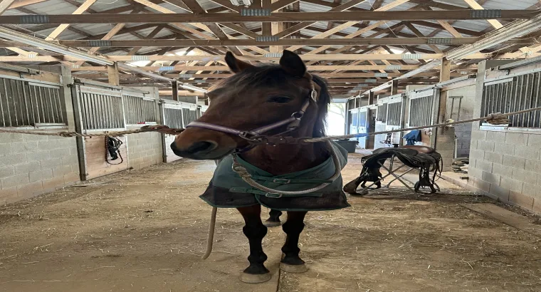Moana horse for sell