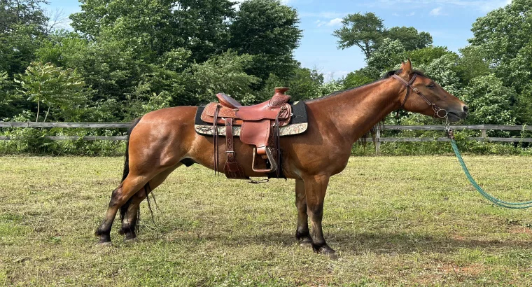 Stunning Racking Horse Gelding