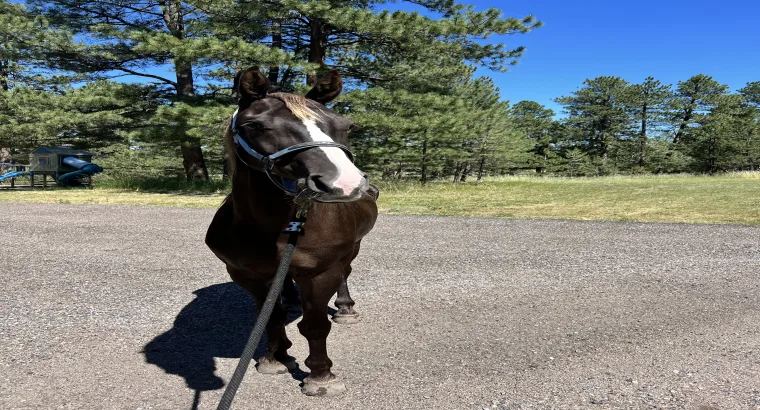 Sweet, Stunning TWH mare. Phenomenal...