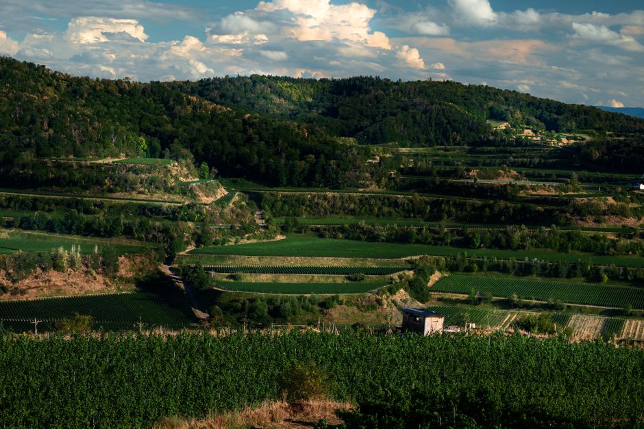 Terraced vineyards below Şirince village catching the late afternoon sun with hills rolling toward the coast