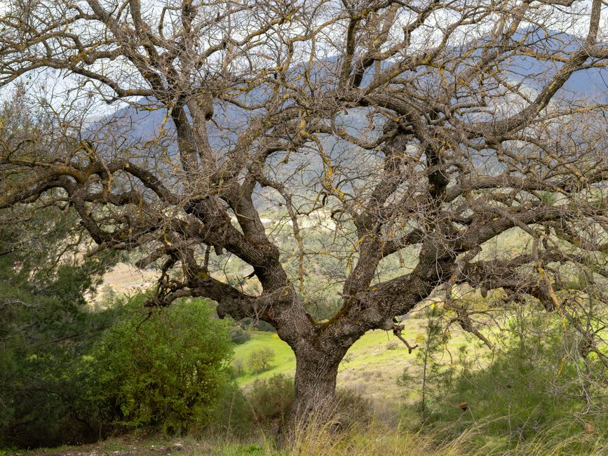 Antiguo roble retorcido con gruesas ramas cubiertas de musgo en un claro soleado dentro del bosque de Ramsholmen