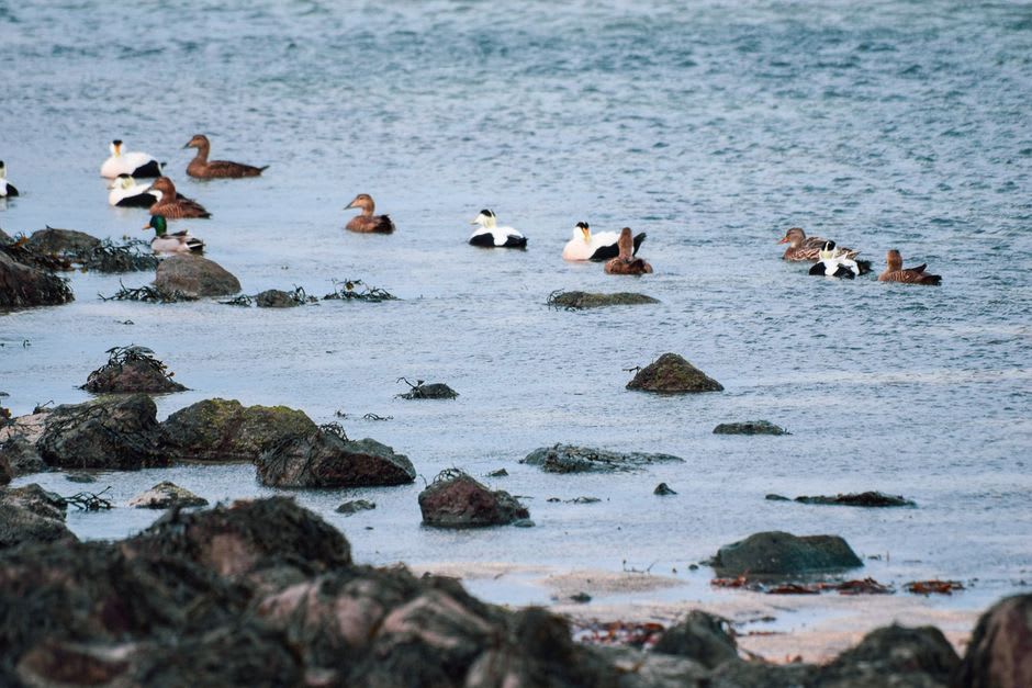 Close view of nesting eider ducks and gulls on the bare granite rocks of Signilskär with the open Baltic sea behind them