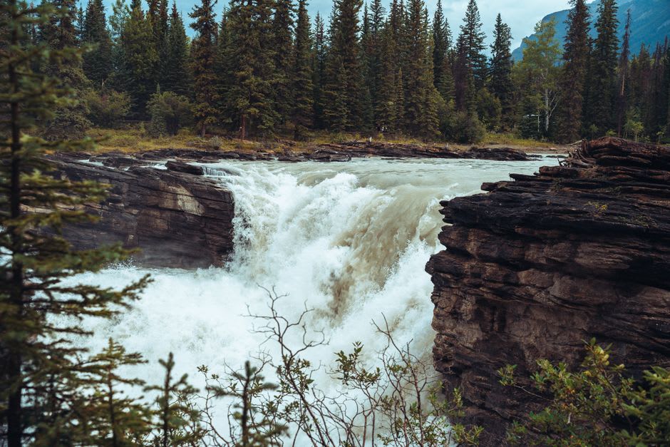 The main drop at Athabasca Falls seen from the viewing platform, whitewater exploding through the narrow quartzite gorge
