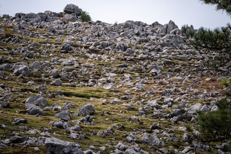 Enormous limestone boulders from the Frank Slide scattered across the valley floor, largely bare of vegetation more than a century after the disaster