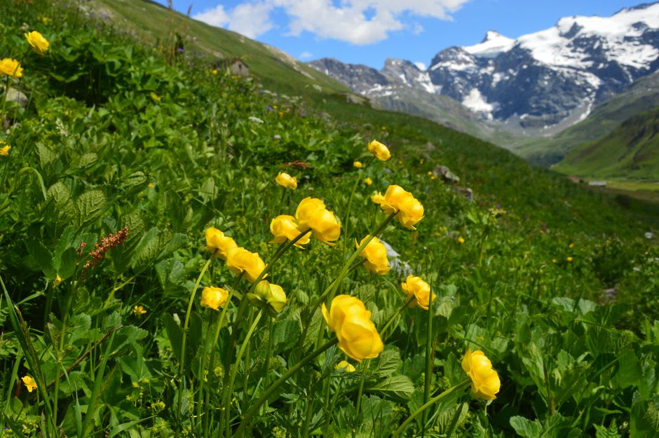 Alpine wildflower meadows along the Ptarmigan Cirque trail near Highwood Pass, jagged peaks of the Kananaskis Range in the background