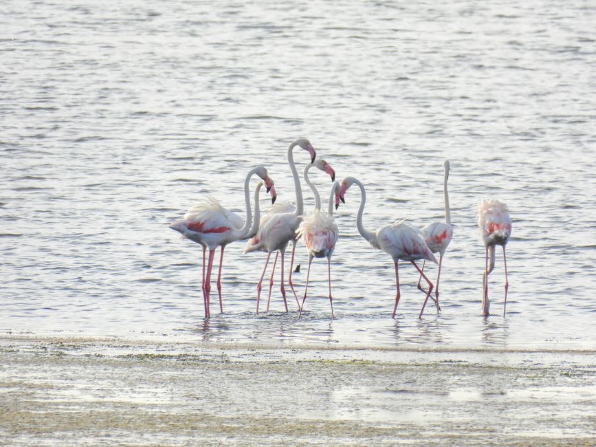 A flock of pink flamingos wading in the tidal flats of the Ria Formosa